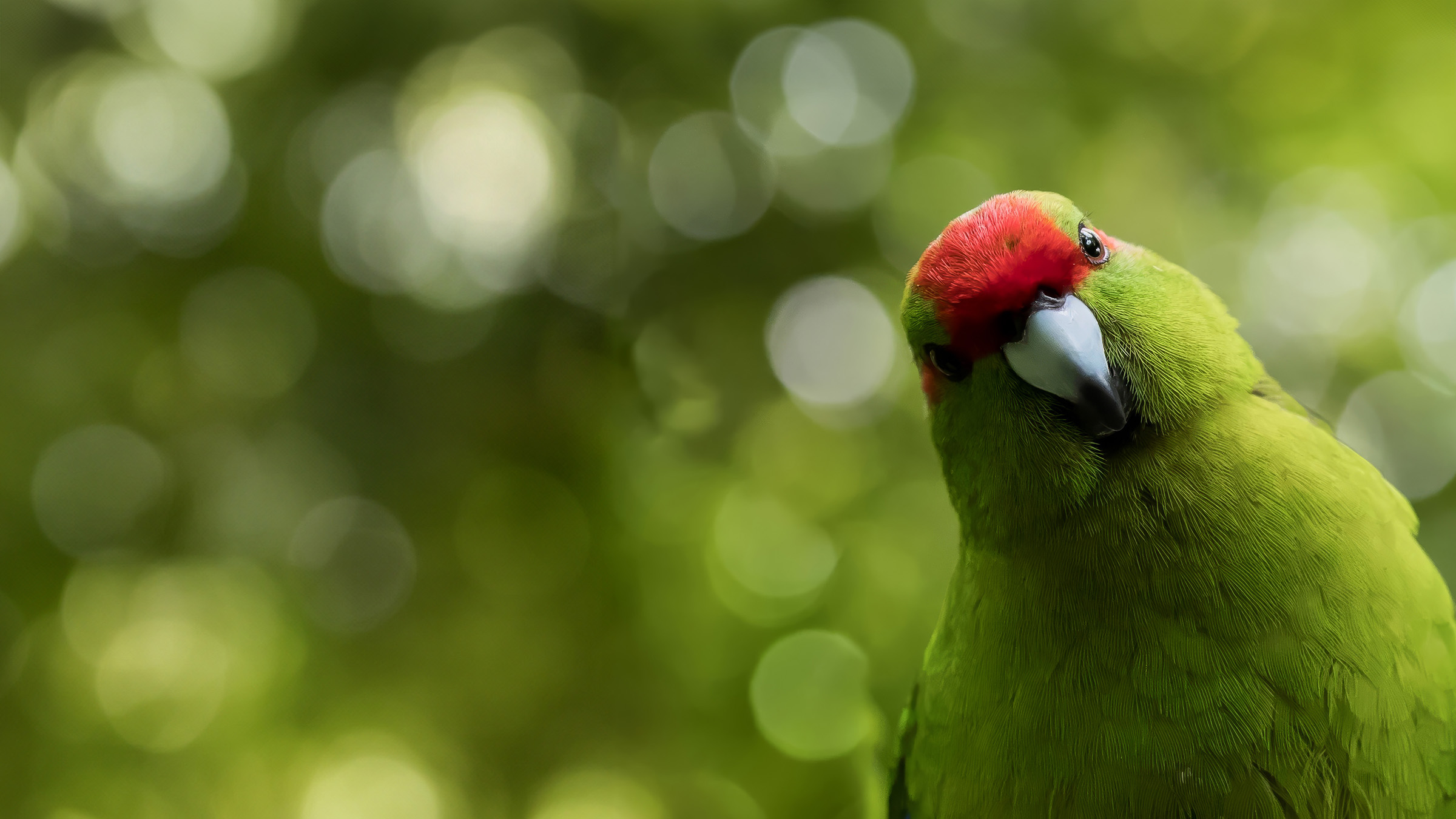 Kakariki video thumbnail 2